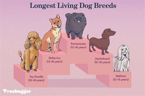 Oldest Dog Breed In The World