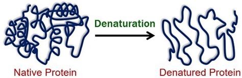 Protein Denaturation by Heat - Definition, Examples & Mechanism ...