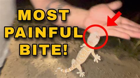 INVASIVE TOKAY GECKO BITE! And Capture! - YouTube