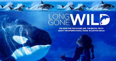 Orca Documentary 'Long Gone Wild' Is Next 'Blackfish' | PETA