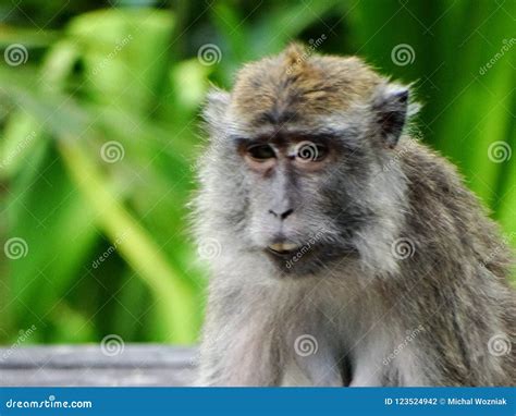 Makak Monkey in Rain-forest of Borneo Stock Photo - Image of friends ...