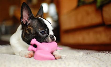 13 Best Dog Squeaky Toys (Updated) - Toy Pet Reviews