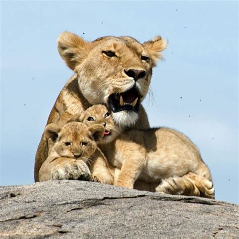 Wildlife Animals & Nature — . Lioness with 2 cubs. Photography by ...