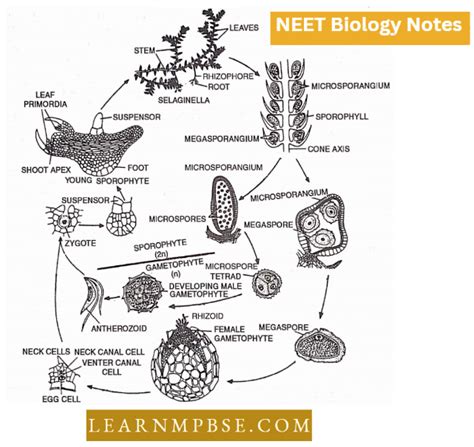 NEET Biology Notes – Pteridophyta – Learn MPBSE