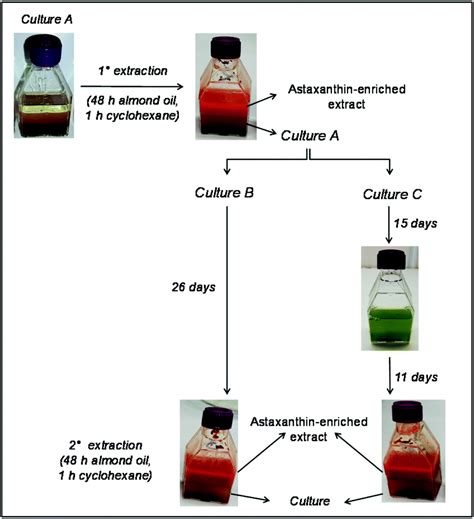 Astaxanthin Algae Cultivation - Brain Mind Article