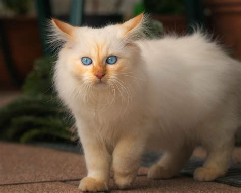 Download Blue Eyes Persian Cat Animal Cat HD Wallpaper