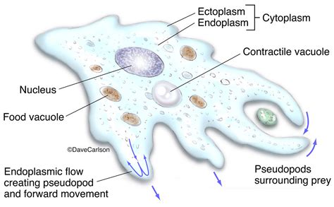 Amoeba Anatomy | Carlson Stock Art