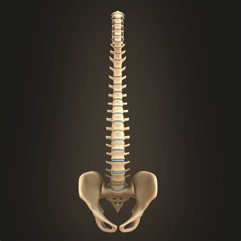 Spine anatomy spinal column 3D model - TurboSquid 1427504