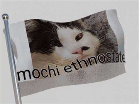 Mochi Mochi Cat GIF - Mochi Mochi Cat Mochi The Cat - Discover & Share GIFs