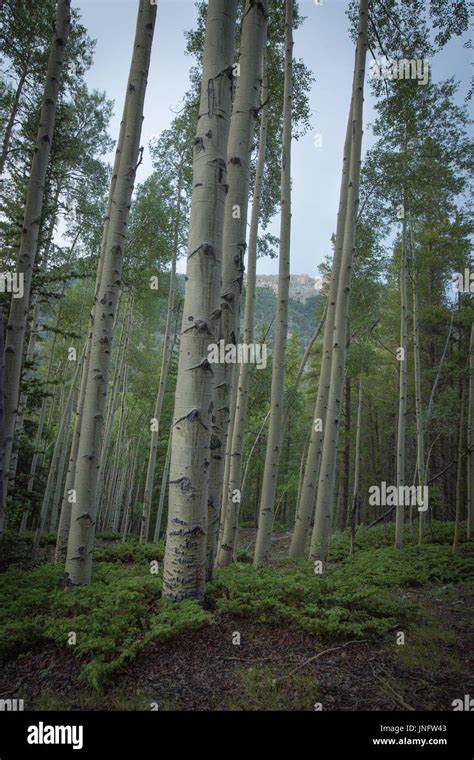 Aspen trees in Colorado Stock Photo - Alamy