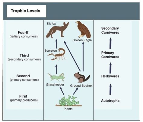 Desert Ecosystem Food Chain