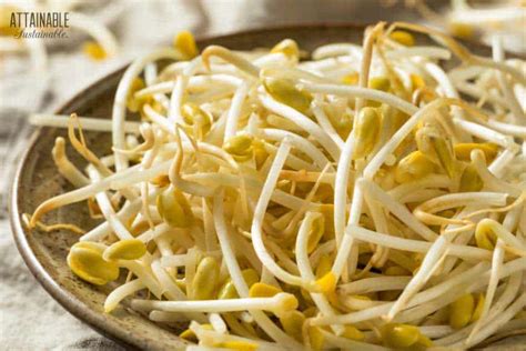 How to Grow Bean Sprouts From Seeds