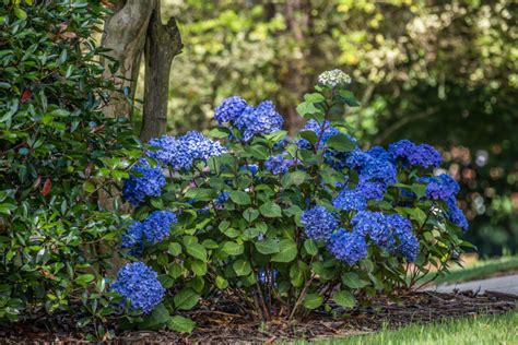 Decorative Shrubs For Shade | Shelly Lighting