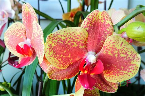 Phalaenopsis Hybrid (Big red spots on yellow)