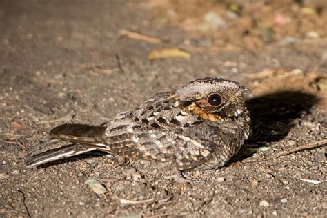 Wild Facts Sabi Sabi Private Game Reserve | The nightjar