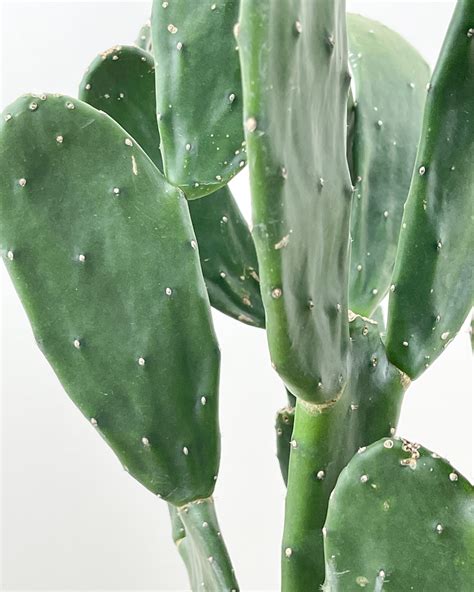 Prickly Pear Cactus | PlantVine