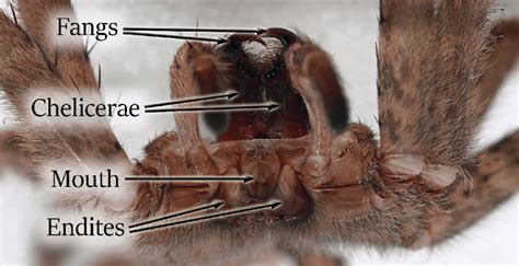 Spider Tongues: Unveiling the Fascinating Truth Behind Arachnid Anatomy