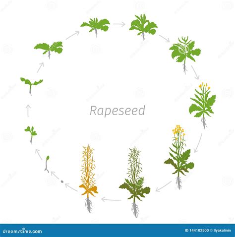 Rapeseed Oilseed Rape Plant. Growth Stages. Growing Period Steps ...