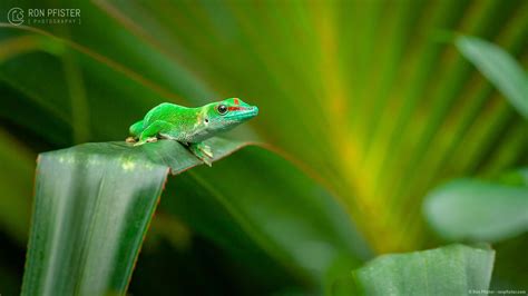 Giant Madagascar Day Gecko – Ron Pfister Photography