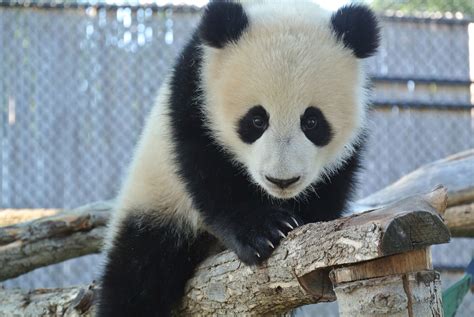 At eight months old, Toronto Zoo panda cubs starting to like bamboo ...