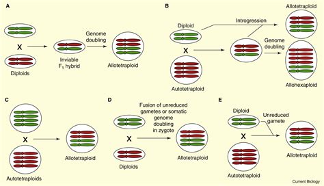 Genomic Clues to the Evolutionary Success of Polyploid Plants: Current ...