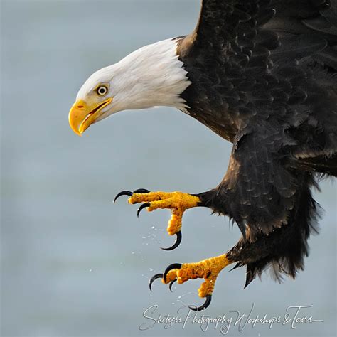 Bald Eagle close up with talons - Shetzers Photography