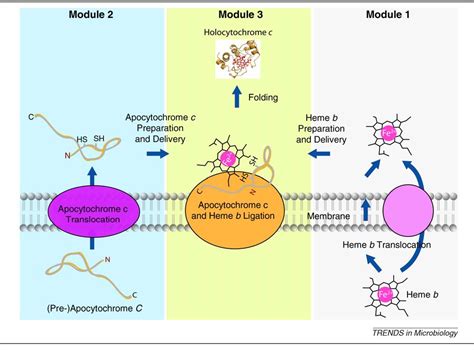 Figure 2 from Cytochrome c biogenesis: the Ccm system. | Semantic Scholar