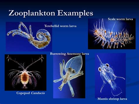 Zooplankton And Phytoplankton