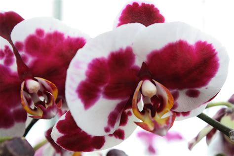 Phalaenopsis hybrid novelty orchid | Orchids | Pinterest | Flowers