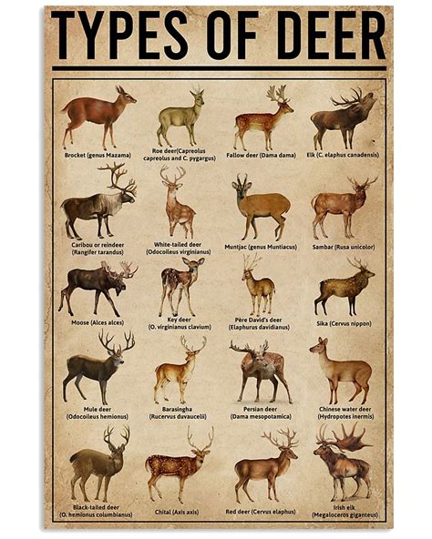 Types of deer poster • Shirtnation - Shop trending t-shirts online in US