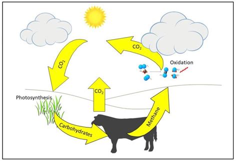 How Much Methane Does A Dog Produce