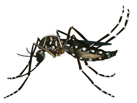 Download High Quality mosquito clipart aedes Transparent PNG Images ...