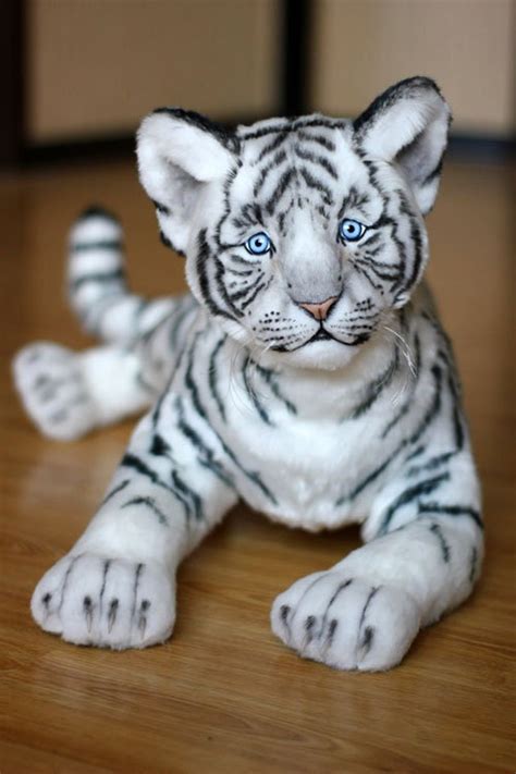 White Tiger-57cm. Wild Cat, Tiger Cub Baby, White Tiger, Wild Animals ...