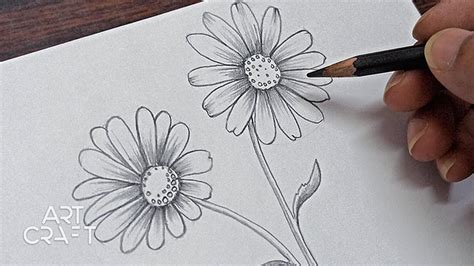 Daisy Flower Drawing | Best Flower Site