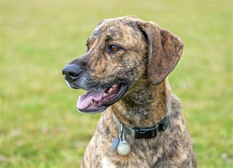 Plott Hound | PetMD