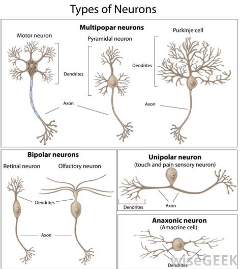 3 Neuron Types