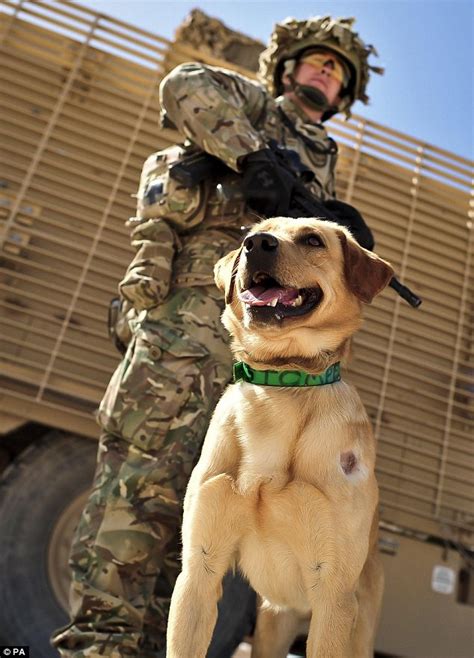 The dogs of Camp Bastion: Meet the military animals flown out to ...