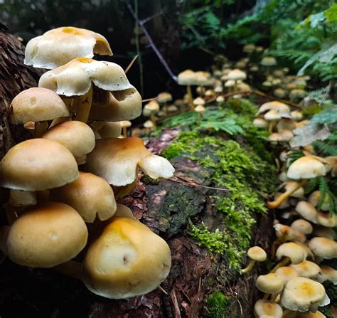 Forrester Bushcraft — Another little fungi forest I spotted today!