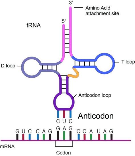 Trna Anticodon Mrna