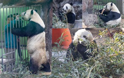 Panda-in-Beijing-zoo – Beijing Walking Tours