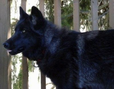 Akita wolf hybrid for sale. Enviromentally friendly items havent also ...