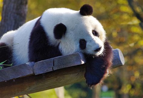 151 Cute and Funny Panda Names - Animal Hype