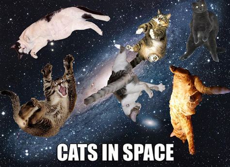 Cats in Space | Funny Cat Pictures