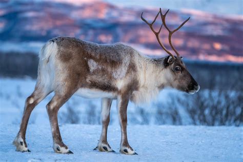 Caribou VS Reindeer: What's the Difference? - Facts.net