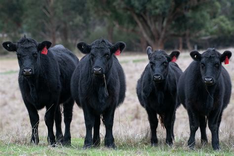 Angus Cows - Breed Profile, Characteristics and Facts