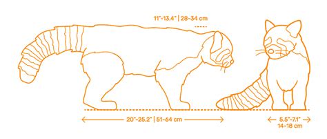 Red Panda (Ailurus fulgens) Dimensions & Drawings | Dimensions.com