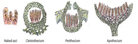 Kingdom Fungi and PhytoPathology - A Unique Perspective PakAgriFarming ...