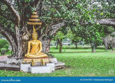 Beautiful Gold Color Buddha Statue Sitting Under Bodhi Tree, Copy Space ...