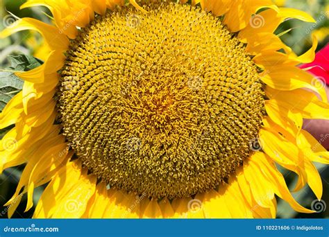 Sunflower Head Closeup with Green Seeds. Stock Photo - Image of texture ...