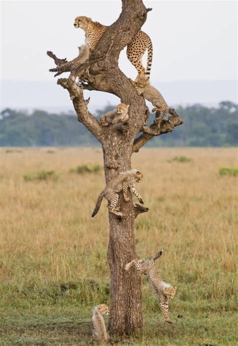 Cheetah family tree - Photorator